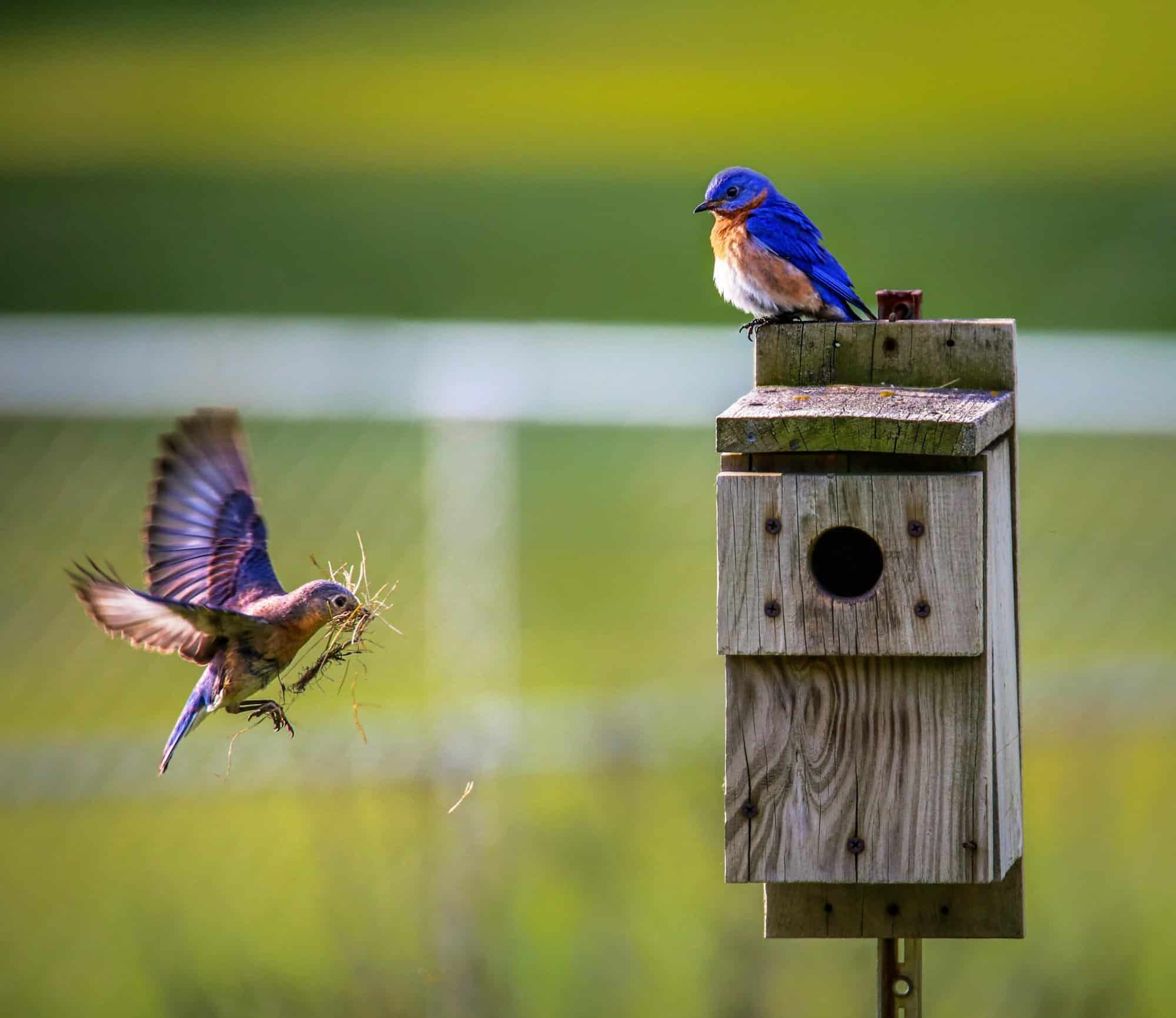 wildlife holidays